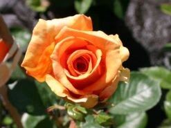 Edelrose 'Ashram' ® -Edelrosen Geschaft edelrose ashram m005844 w 3