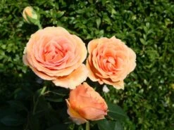 Edelrose 'Ashram' ® -Edelrosen Geschaft edelrose ashram m005844 w 5