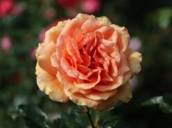 Edelrose 'Ashram' ® -Edelrosen Geschaft edelrose ashram m005844 w 9