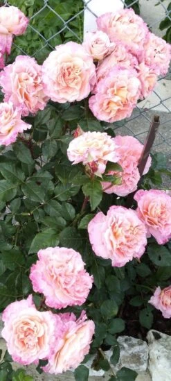 Edelrose 'Augusta Luise' ® -Edelrosen Geschaft edelrose augusta luise m005590 1385065 0