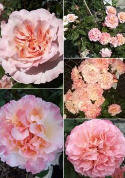 Edelrose 'Augusta Luise' ® -Edelrosen Geschaft edelrose augusta luise m005590 1385065 1