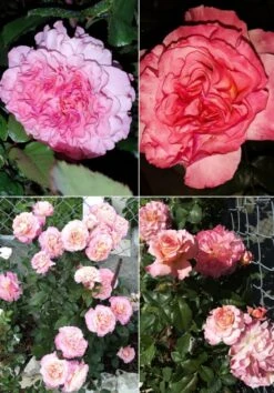 Edelrose 'Augusta Luise' ® -Edelrosen Geschaft edelrose augusta luise m005590 1385065 2