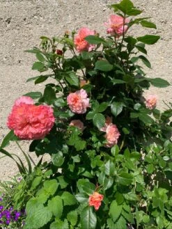 Edelrose 'Augusta Luise' ® -Edelrosen Geschaft edelrose augusta luise m005590 413665 0