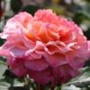 Edelrose 'Augusta Luise' ®