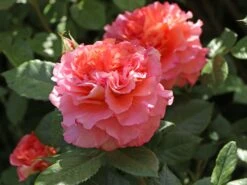 Edelrose 'Augusta Luise' ® -Edelrosen Geschaft edelrose augusta luise m005590 w 0