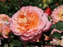 Edelrose 'Augusta Luise' ® -Edelrosen Geschaft edelrose augusta luise m005590 w 1