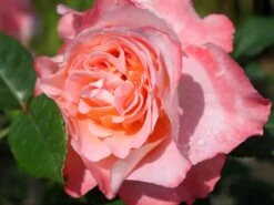 Edelrose 'Augusta Luise' ® -Edelrosen Geschaft edelrose augusta luise m005590 w 10