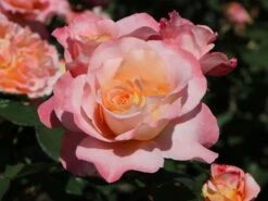 Edelrose 'Augusta Luise' ® -Edelrosen Geschaft edelrose augusta luise m005590 w 11