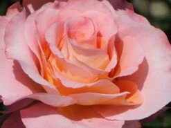 Edelrose 'Augusta Luise' ® -Edelrosen Geschaft edelrose augusta luise m005590 w 12