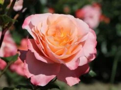 Edelrose 'Augusta Luise' ® -Edelrosen Geschaft edelrose augusta luise m005590 w 13