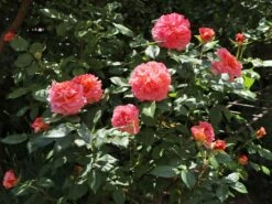 Edelrose 'Augusta Luise' ® -Edelrosen Geschaft edelrose augusta luise m005590 w 14