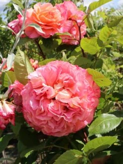 Edelrose 'Augusta Luise' ® -Edelrosen Geschaft edelrose augusta luise m005590 w 3