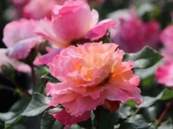 Edelrose 'Augusta Luise' ® -Edelrosen Geschaft edelrose augusta luise m005590 w 4