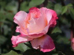 Edelrose 'Augusta Luise' ® -Edelrosen Geschaft edelrose augusta luise m005590 w 7