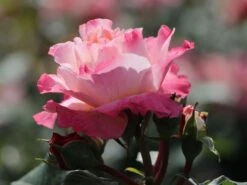 Edelrose 'Augusta Luise' ® -Edelrosen Geschaft edelrose augusta luise m005590 w 9