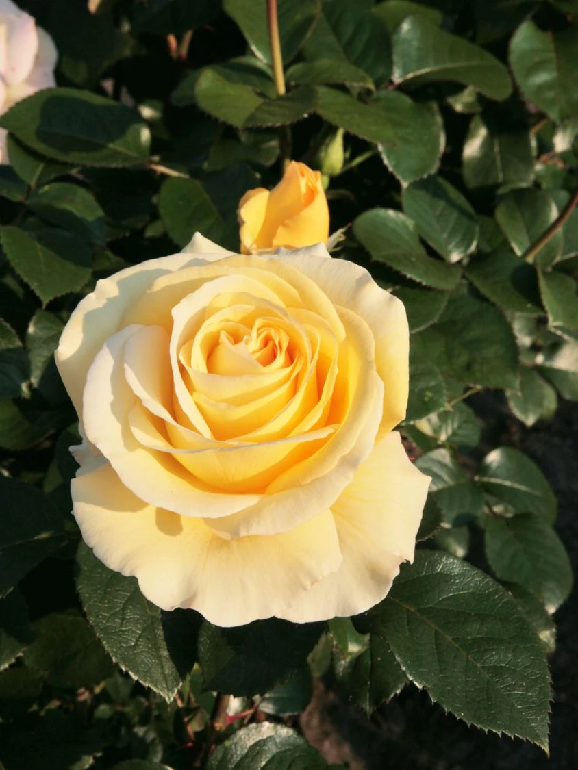 Edelrose 'Avec Amour' ® 2 Edelrose 'Avec Amour' ® – Bild 2