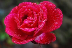 Edelrose 'Barkarole' -Edelrosen Geschaft edelrose barkarole m005854 490429 0