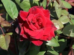 Edelrose 'Barkarole' -Edelrosen Geschaft edelrose barkarole m005854 w 0