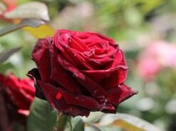 Edelrose 'Barkarole' -Edelrosen Geschaft edelrose barkarole m005854 w 1 1