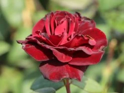 Edelrose 'Barkarole' -Edelrosen Geschaft edelrose barkarole m005854 w 1