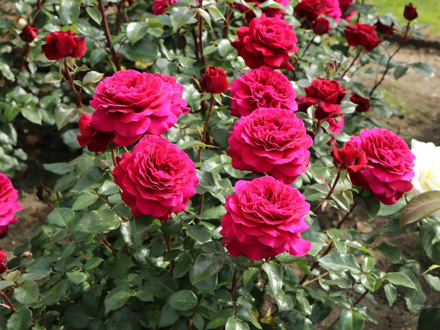 Edelrose 'Bellevue' ® 8 Edelrose 'Bellevue' ® – Bild 8