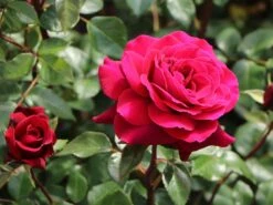 Edelrose 'Bellevue' ® 20 Edelrose 'Bellevue' ® -Edelrosen Geschaft edelrose bellevue m099232 w 2