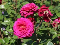 Edelrose 'Bellevue' ® 17 Edelrose 'Bellevue' ® -Edelrosen Geschaft edelrose bellevue m099232 w 3