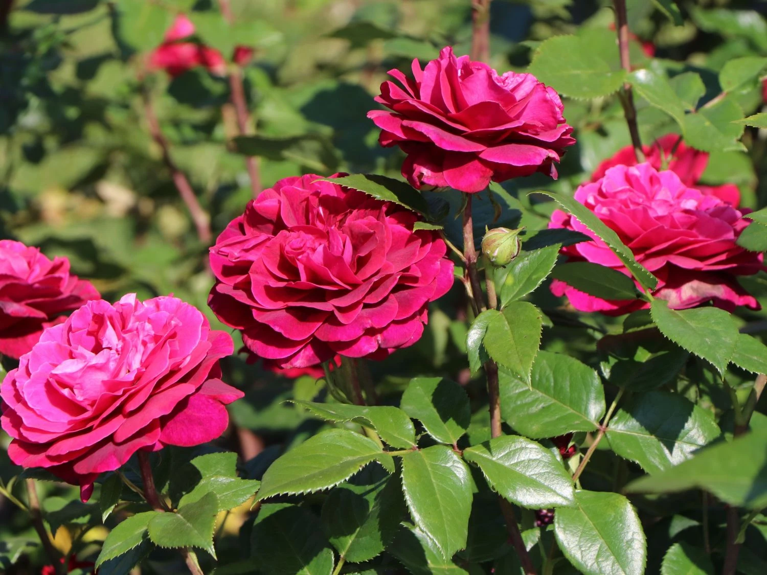 Edelrose 'Bellevue' ® 5 Edelrose 'Bellevue' ® – Bild 5