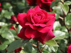 Edelrose 'Bellevue' ® 19 Edelrose 'Bellevue' ® -Edelrosen Geschaft edelrose bellevue m099232 w 5