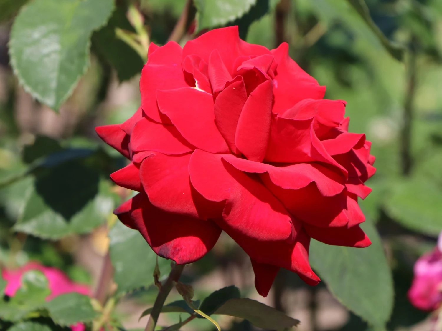 Edelrose 'Bellevue' ® 3 Edelrose 'Bellevue' ® – Bild 3