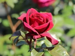 Edelrose 'Bellevue' ® 14 Edelrose 'Bellevue' ® -Edelrosen Geschaft edelrose bellevue m099232 w 7