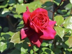 Edelrose 'Bellevue' ® 16 Edelrose 'Bellevue' ® -Edelrosen Geschaft edelrose bellevue m099232 w 8
