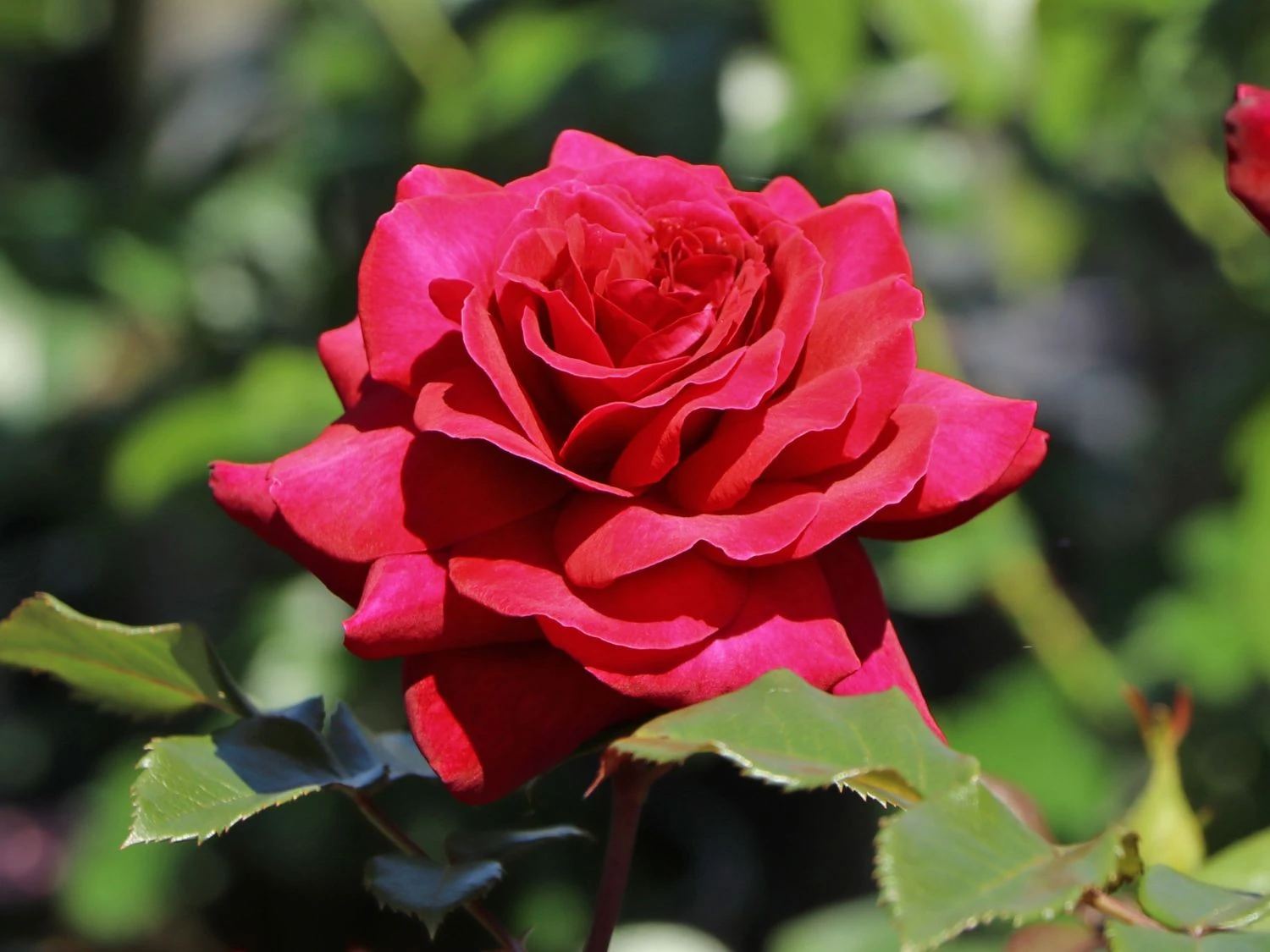 Edelrose 'Bellevue' ® 2 Edelrose 'Bellevue' ® – Bild 2