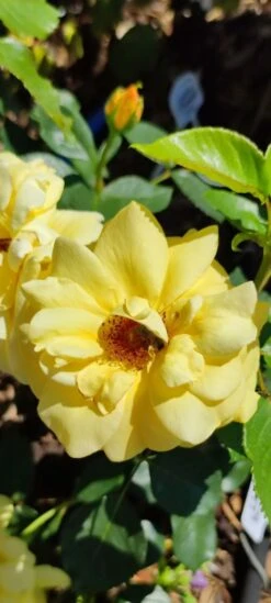 Edelrose 'Berolina' ® -Edelrosen Geschaft edelrose berolina m005968 1385065 0