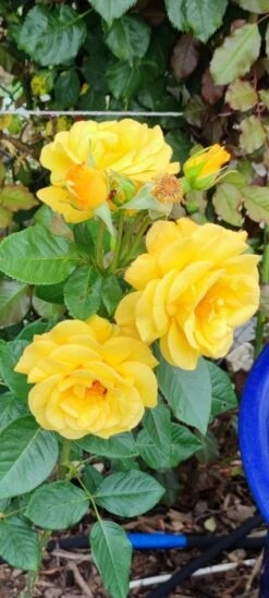 Edelrose 'Berolina' ® -Edelrosen Geschaft edelrose berolina m005968 1385065 1