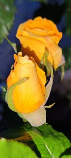 Edelrose 'Berolina' ® -Edelrosen Geschaft edelrose berolina m005968 1385065 2