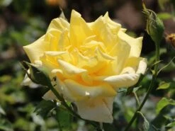 Edelrose 'Berolina' ® -Edelrosen Geschaft edelrose berolina m005968 w 2