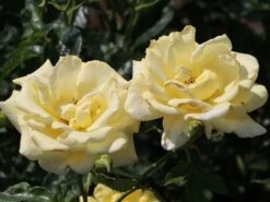 Edelrose 'Berolina' ® -Edelrosen Geschaft edelrose berolina m005968 w 3
