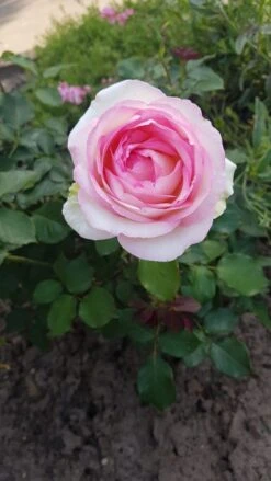 Edelrose 'Biedermeier Garden' -Edelrosen Geschaft edelrose biedermeier garden m005786 1150506 0