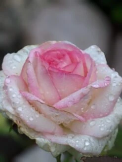 Edelrose 'Biedermeier Garden' -Edelrosen Geschaft edelrose biedermeier garden m005786 1193843 0