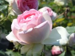 Edelrose 'Biedermeier Garden'