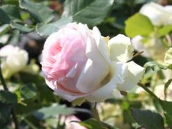 Edelrose 'Biedermeier Garden' -Edelrosen Geschaft edelrose biedermeier garden m005786 w 2