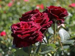 Edelrose 'Black Baccara' -Edelrosen Geschaft edelrose black baccara m069625 w 0