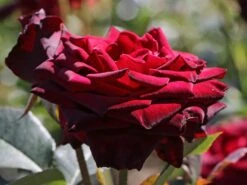 Edelrose 'Black Baccara' -Edelrosen Geschaft edelrose black baccara m069625 w 1