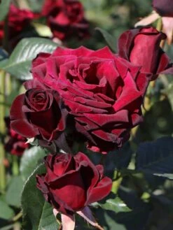 Edelrose 'Black Baccara' -Edelrosen Geschaft edelrose black baccara m069625 w 2