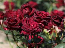 Edelrose 'Black Baccara' -Edelrosen Geschaft edelrose black baccara m069625 w 4