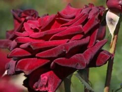 Edelrose 'Black Baccara' -Edelrosen Geschaft edelrose black baccara m069625 w 5