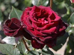 Edelrose 'Black Baccara' -Edelrosen Geschaft edelrose black baccara m069625 w 6