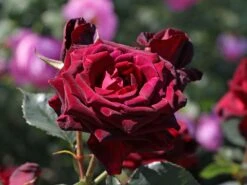 Edelrose 'Black Baccara' -Edelrosen Geschaft edelrose black baccara m069625 w 7