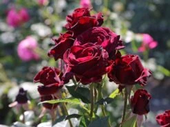 Edelrose 'Black Baccara' -Edelrosen Geschaft edelrose black baccara m069625 w 8